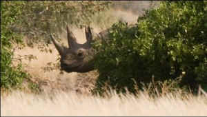 safari rhino auction Knowlton
