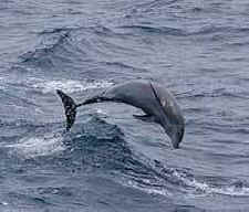 aquariums and cetaceans