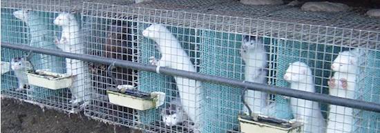 mink fur farm