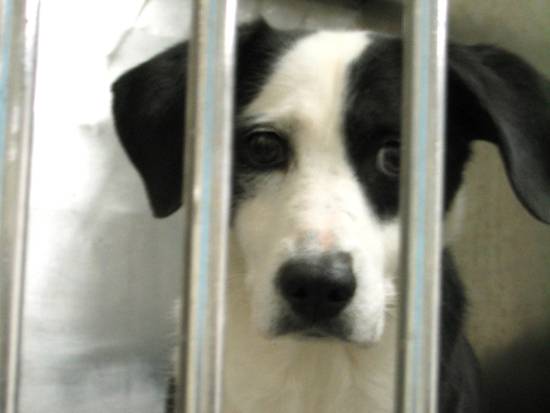 dog in lab