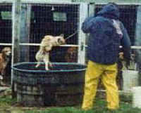 CC Baird dog kennel