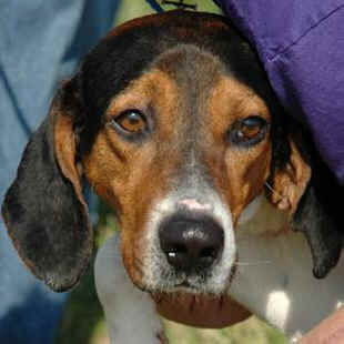 Omega rescued dog