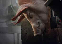 bacon pig piglet