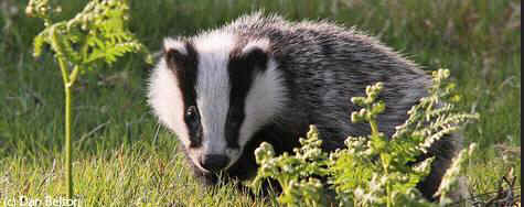 badger cull slaughter