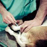 vivisecting beagles
