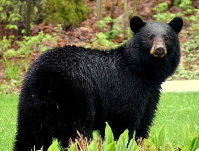 bear baiting