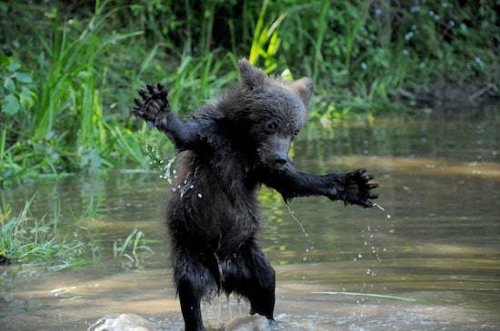 baby bear
