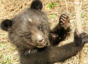bear hunt Ontario