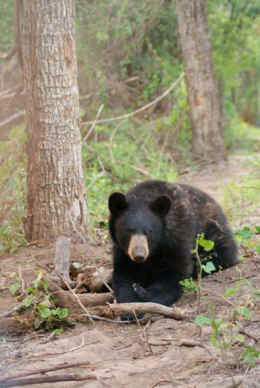 bear pit rescue sanctuary