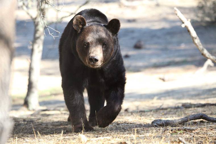 Bear Ben
