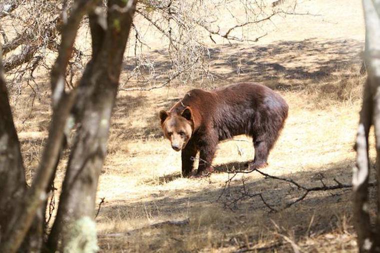 Bear Ben