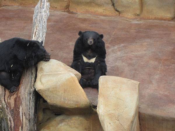 bear pit