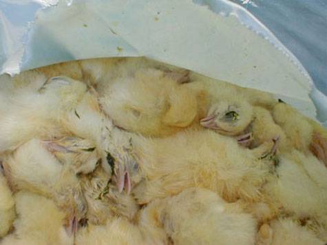 suffocating male chicks