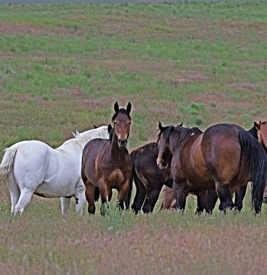 Wild Horses