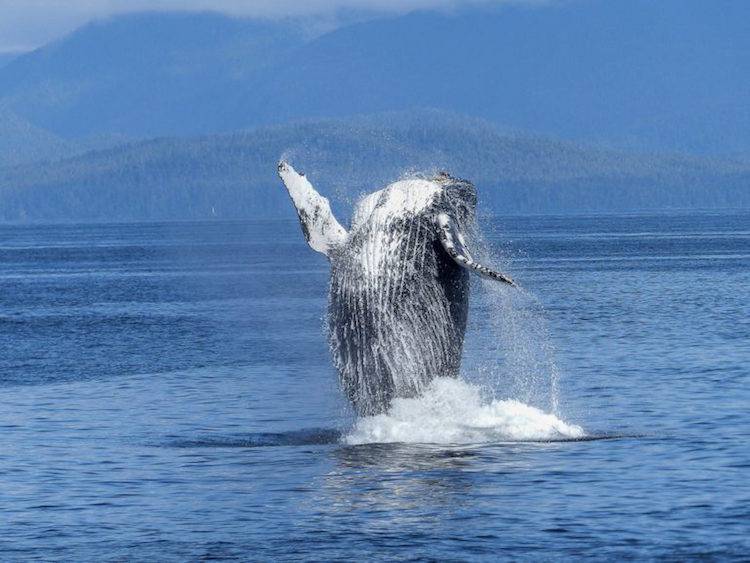 cetacean