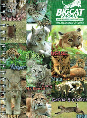 big cat rescues 2013