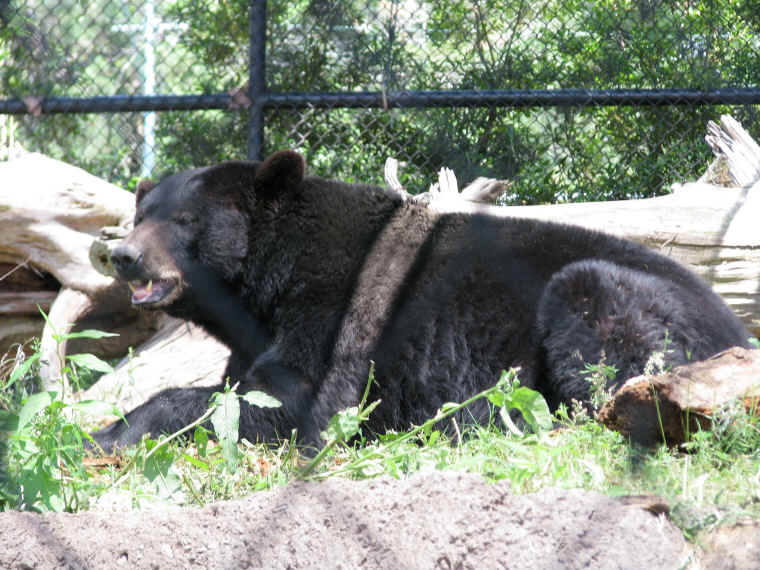 ar-blackbearsinzoo-01
