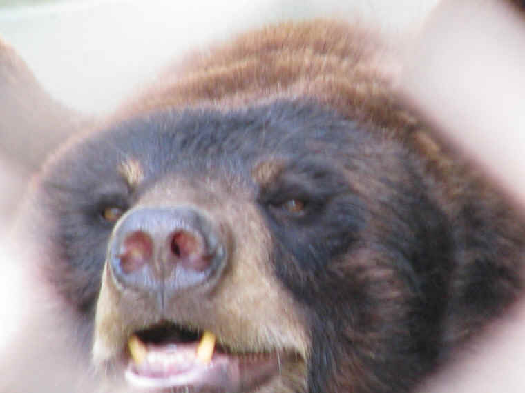 ar-blackbearsinzoo-03