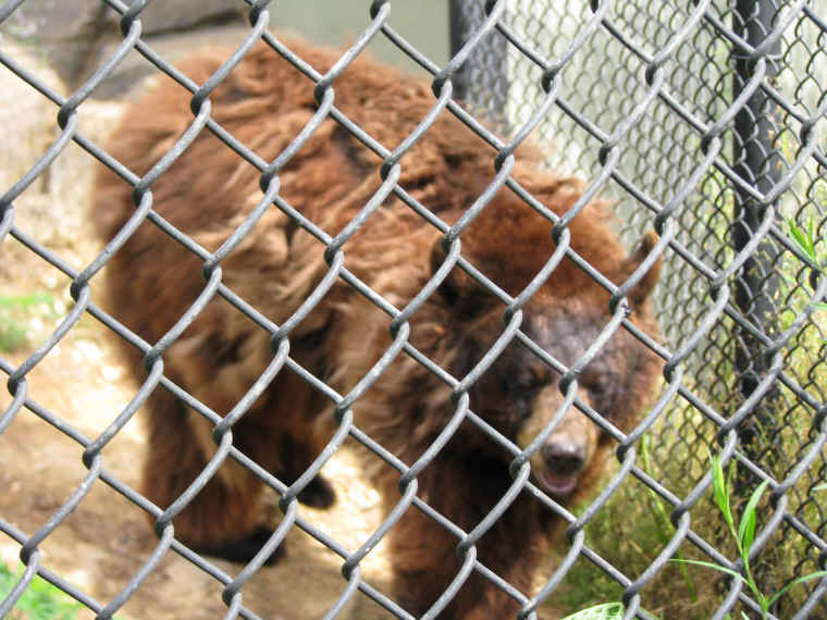 ar-blackbearsinzoo-04