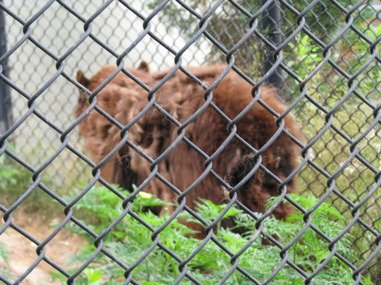 ar-blackbearsinzoo-06