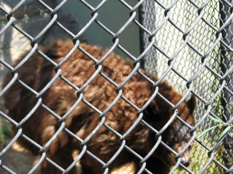 ar-blackbearsinzoo-09