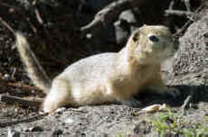 gopher ground squirrel