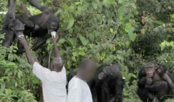 blood center chimps