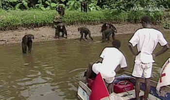 blood center chimps