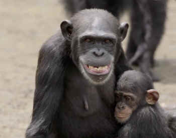 chimps