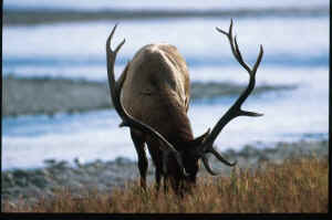 elk hunting Jim Robertson