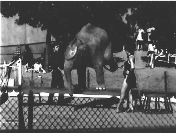 nicholas elephant