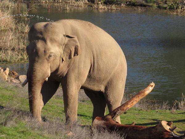 nicholas elephant