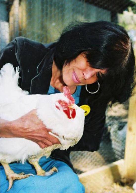 blinded hen
