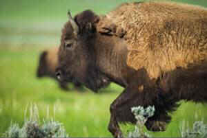 bison buffalo