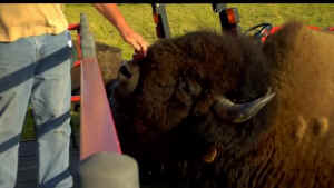 bison buffalo exhibition slaughter