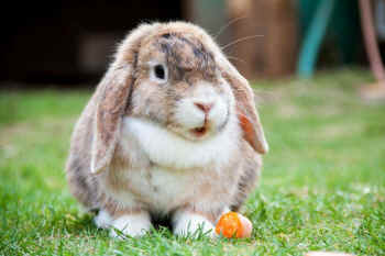 rabbit slaughter