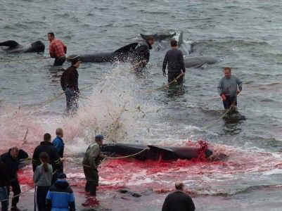 Faroe Islands whale dolphin slaughter