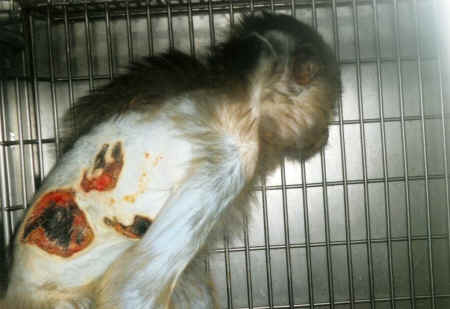 animal cruelties at CDC
