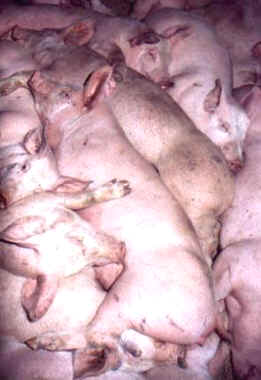 cafo factory farm