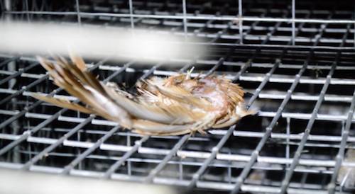 humane cruelty