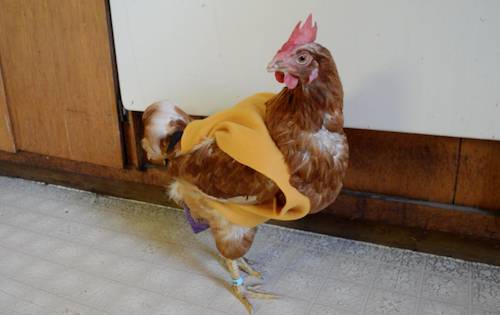 mei rescued hen