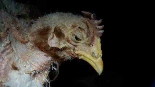 dying hens