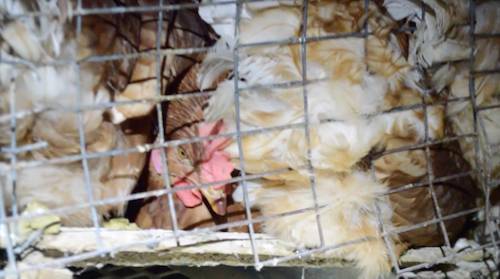 humane cruelty