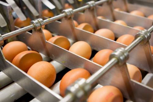 inhumane eggs