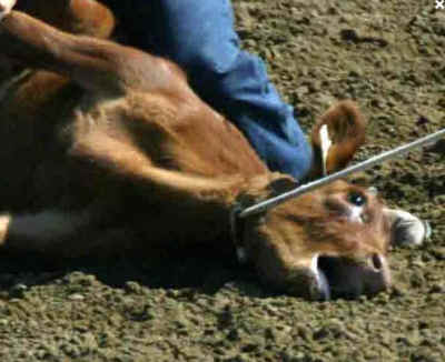 calf roping cruelty