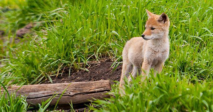 coyote pup