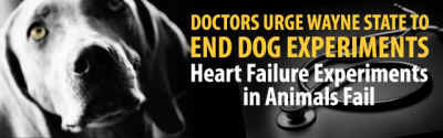 dog vivisection heart failure