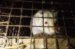 mink in fur farm