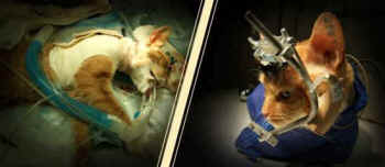 cats vivisection