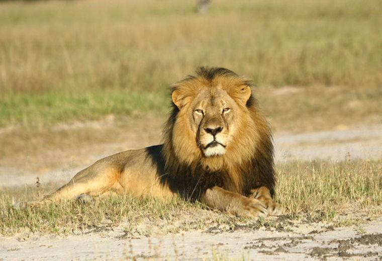 Lion Cecil